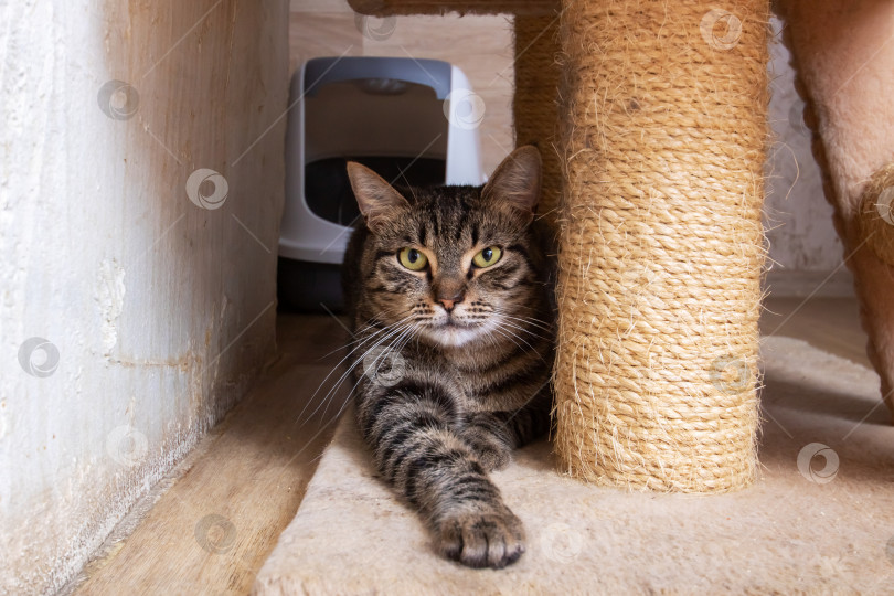 Скачать Серая кошка сидит за кошачьими игрушками крупным планом фотосток Ozero