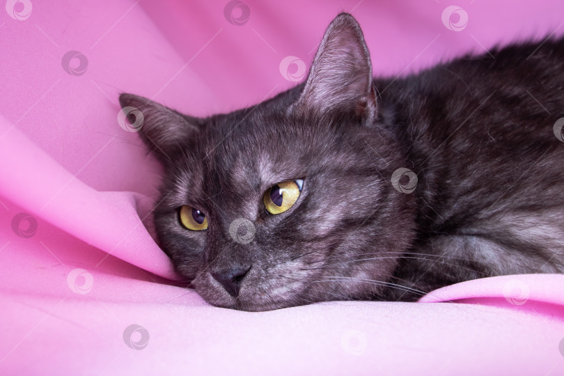 Скачать Серая кошка с желтыми глазами, лежащая на розовом фоне фотосток Ozero
