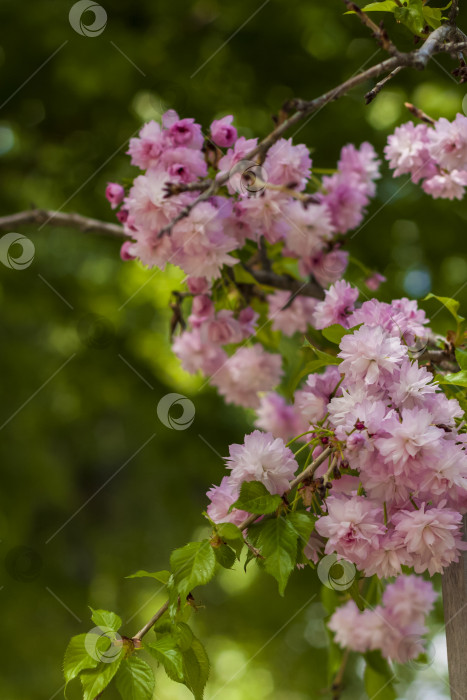 Скачать Весной цветет вишня и распускаются розовые цветы. Prunus serrulata 'Канзан' фотосток Ozero