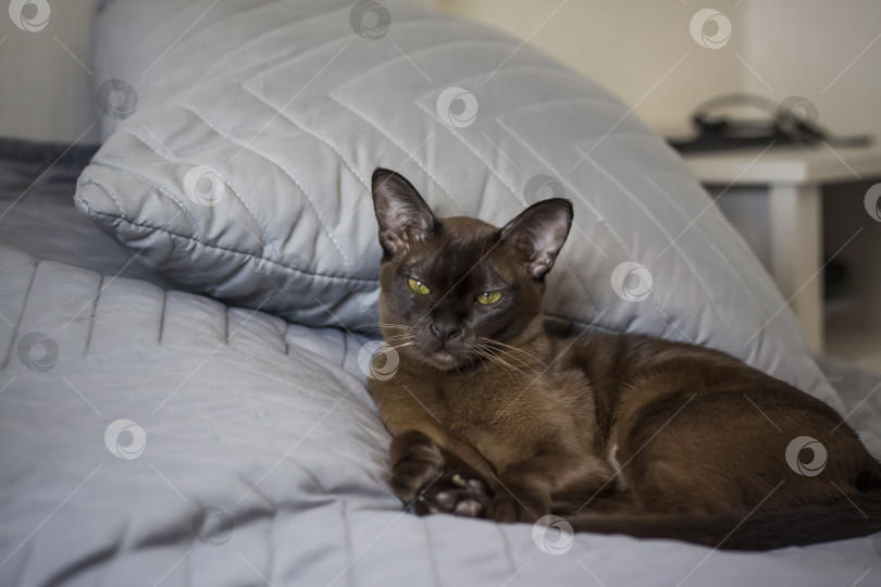 Скачать Крупный план бирманской кошки дома. Портрет молодой красивой коричневой кошки. фотосток Ozero