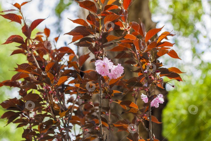 Скачать Краснолистная мелколистная вишня Королевская Бургундия (Prunus serrulata 'Royal) Дерево в цвету. Сезон весеннего цветения. фотосток Ozero