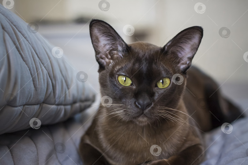 Скачать Крупный план бирманской кошки дома. Портрет молодой красивой коричневой кошки. фотосток Ozero