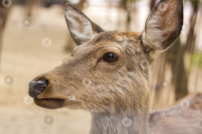 Скачать Голова парнокопытного млекопитающего оленя. Молодой олень в загоне. фотосток Ozero