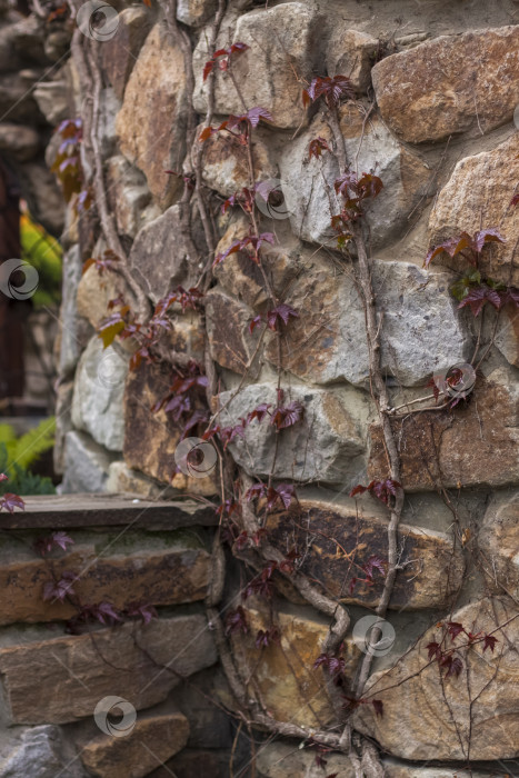 Скачать Лоза дикого винограда обвивает каменную ограду. Естественная картинка для фона. фотосток Ozero