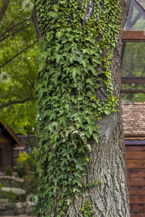 Скачать Большое дерево в парке вплетено в листву вьющегося растения. Красивый зеленый фон. фотосток Ozero