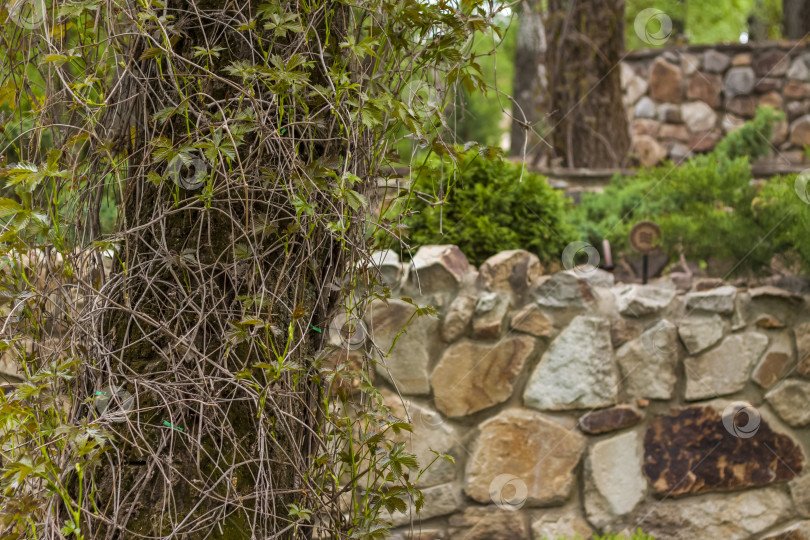 Скачать Большое дерево в парке вплетено в листву вьющегося растения. Красивый зеленый фон. фотосток Ozero