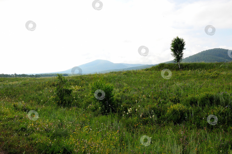 Скачать Одинокая береза на вершине невысокого холма в залитой солнцем горной долине. фотосток Ozero