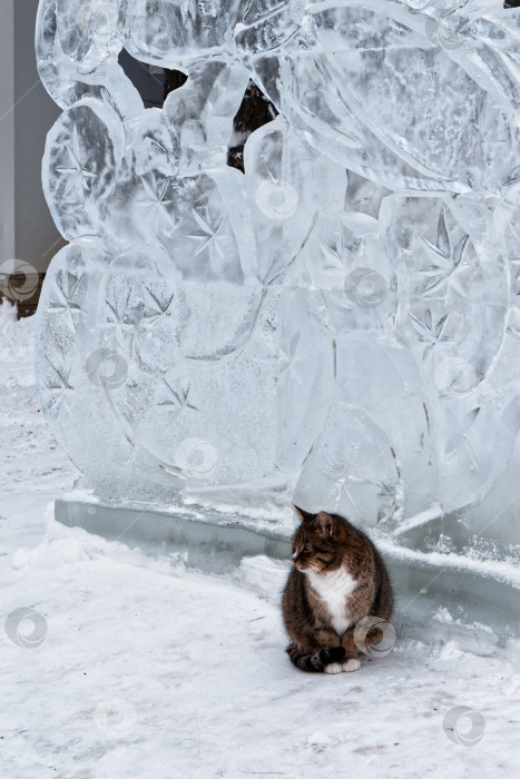 Скачать Кошка на фоне ледяной скульптуры. фотосток Ozero