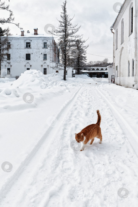 Скачать Рыжий кот на снежной дорожке. Хвост трубой. фотосток Ozero