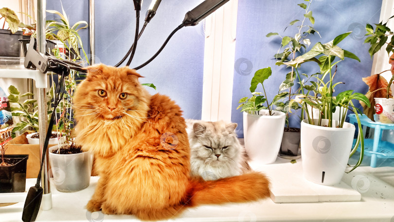 Скачать Растения и кошки на подоконнике фотосток Ozero