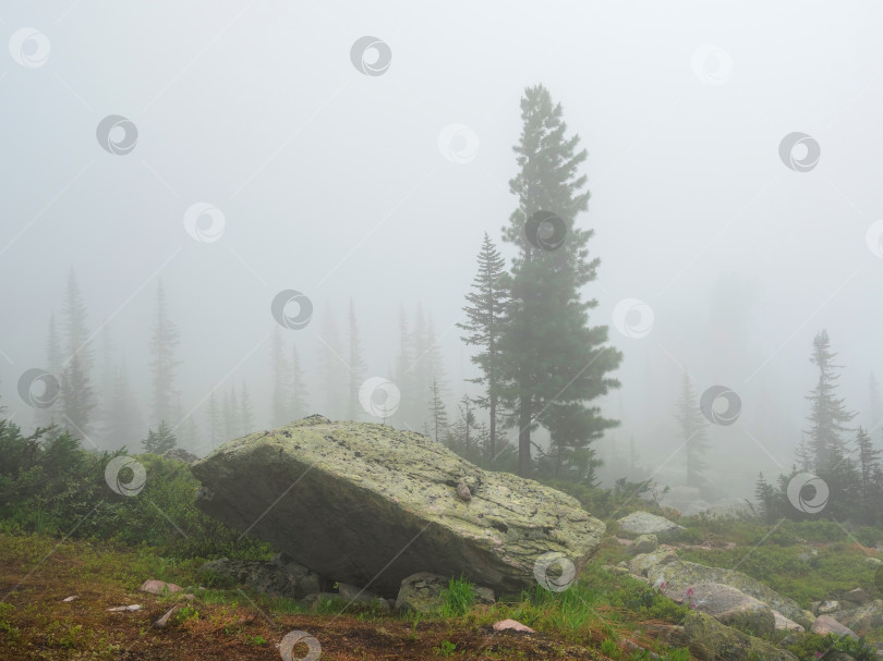 Скачать Таинственный пейзаж с хвойным лесом в густом тумане. фотосток Ozero