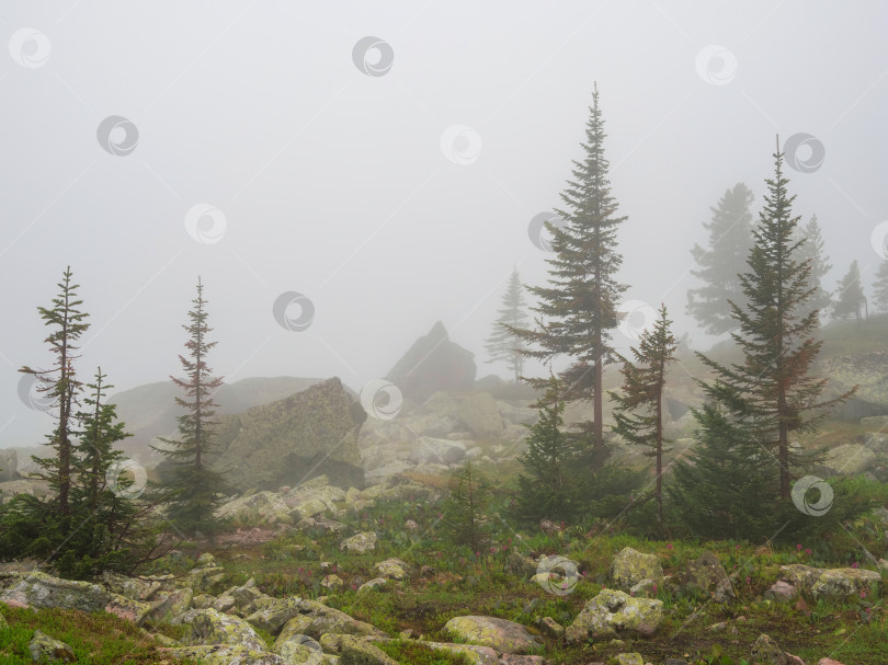 Скачать Таинственный пейзаж с хвойным лесом в густом тумане. фотосток Ozero