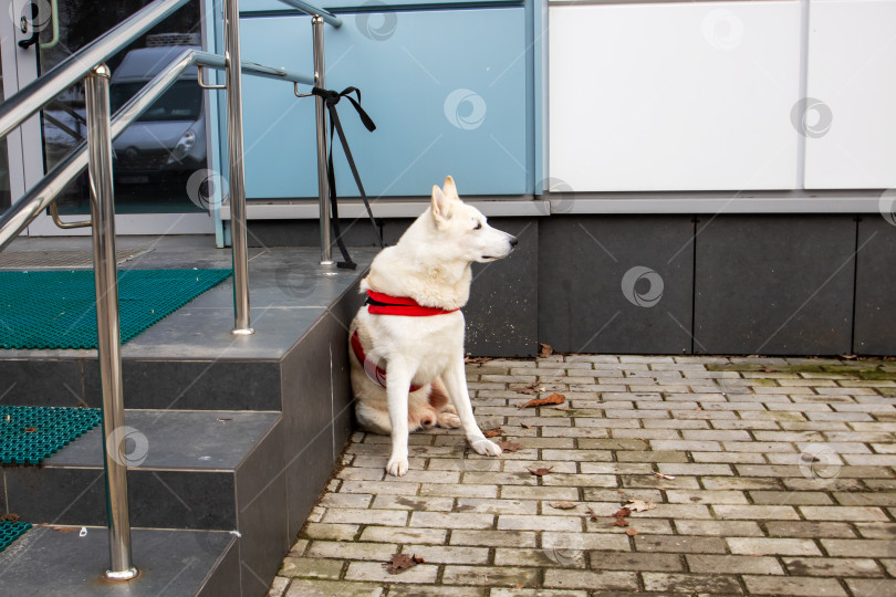 Скачать Собака породы хаски, привязанная у входа в магазин фотосток Ozero