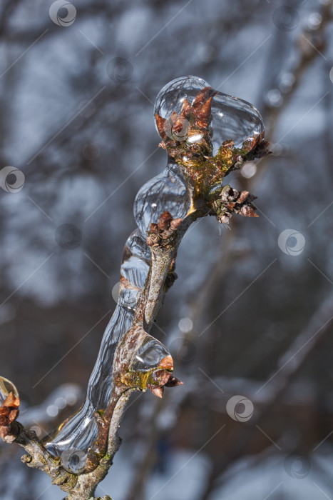 Скачать Растения после ледяного дождя. Ветви растений и побеги, покрытые льдом. фотосток Ozero
