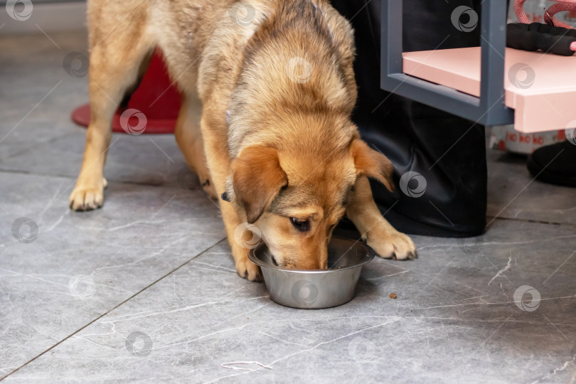 Скачать Большая рыжая собака ест из миски фотосток Ozero