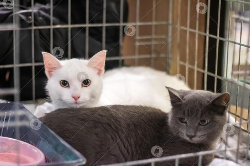 Скачать Два котенка в клетке крупным планом фотосток Ozero