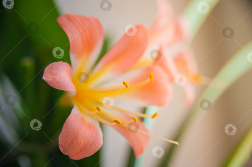 Скачать Розовая лилия (лат. Lílium) - род растений семейства Лилейные. фотосток Ozero