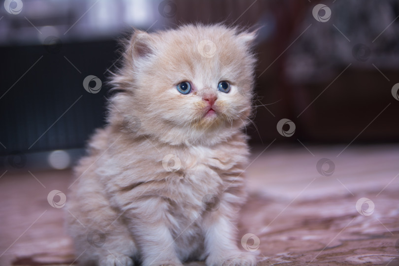 Скачать Месячный котенок породы "персидская кошка", сидящий на полу. фотосток Ozero
