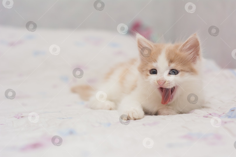 Скачать Двухмесячный котенок сидит и зевает прямо в камеру фотосток Ozero
