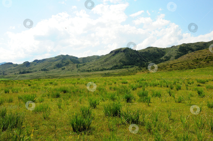 Скачать Широкая поляна с разбросанными редкими кустами у подножия высокого горного хребта. фотосток Ozero