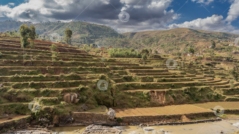 Скачать Рисовые террасы уступами спускаются к реке вдоль склона холма. фотосток Ozero