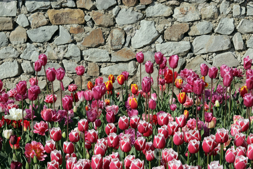 Скачать яркие весенние тюльпаны на фоне каменной стены фотосток Ozero