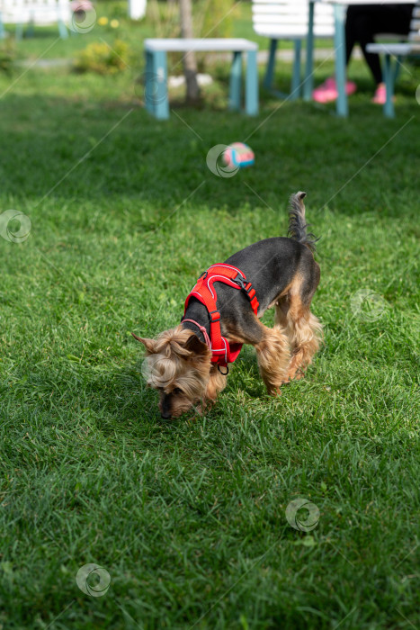 Скачать Собака в упряжи прогуливается по траве фотосток Ozero