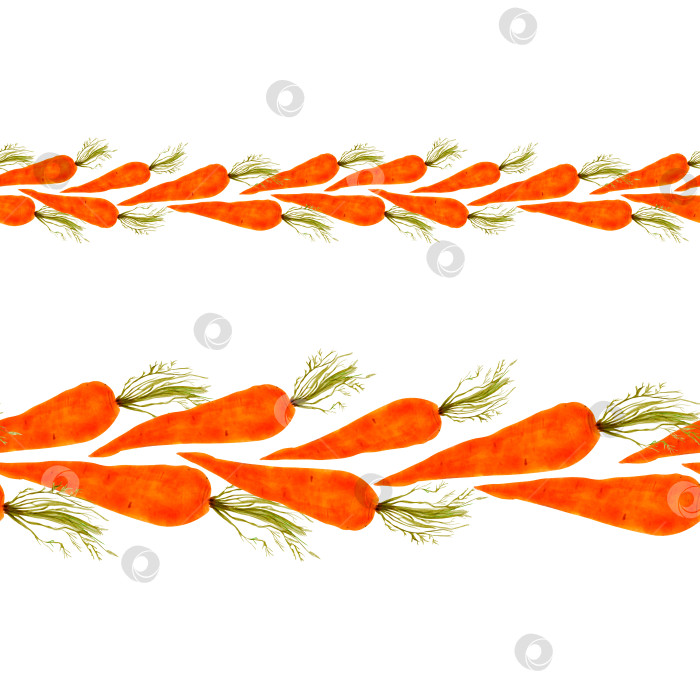 Скачать Нарисованная от руки рамка с морковью. Акварельная иллюстрация овощей, шаблон меню, вкусные овощи для меню, вегетарианское меню, дизайн упаковки фотосток Ozero