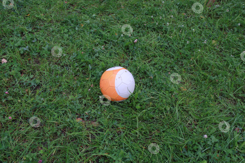 Скачать бело-оранжевый маленький комочек зеленой травы. фотосток Ozero