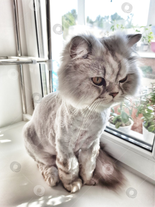 Скачать Подстриженный серый кот. фотосток Ozero