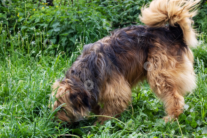 Скачать Коричневая собака в саду на зеленой траве фотосток Ozero