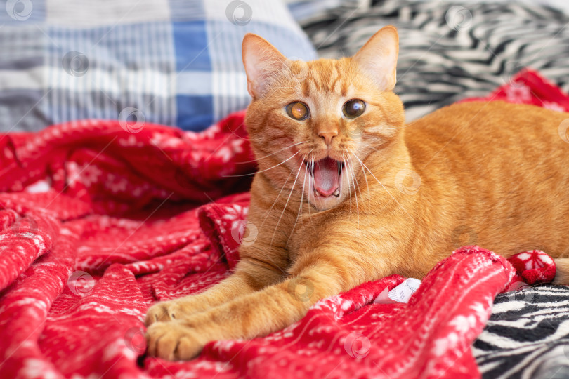 Скачать Забавный кот с открытой пастью дома фотосток Ozero