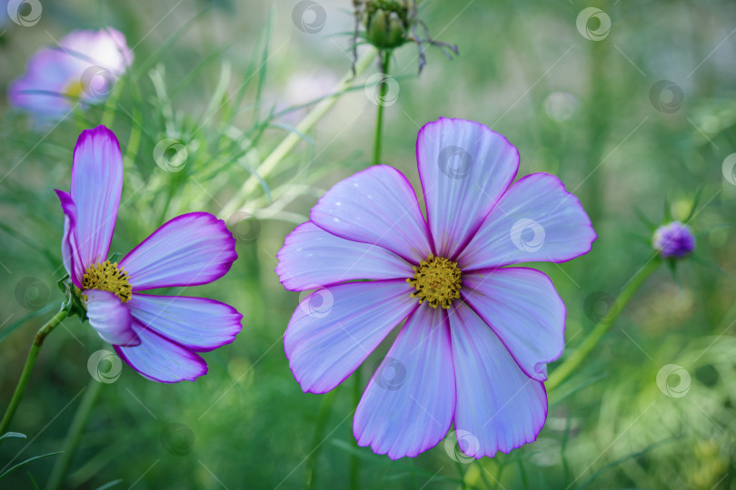 Скачать Цветы Cosmos bipinnatus фотосток Ozero