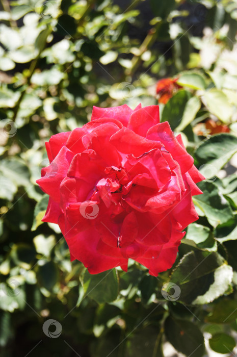 Скачать Роза в  летнем саду фотосток Ozero