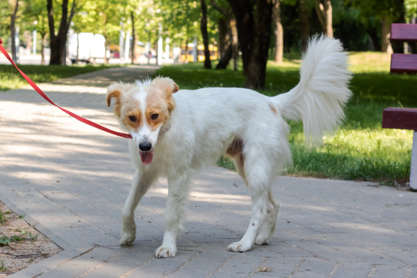 [object Object] undefined