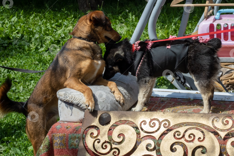 Скачать Две собаки встречаются в саду крупным планом фотосток Ozero