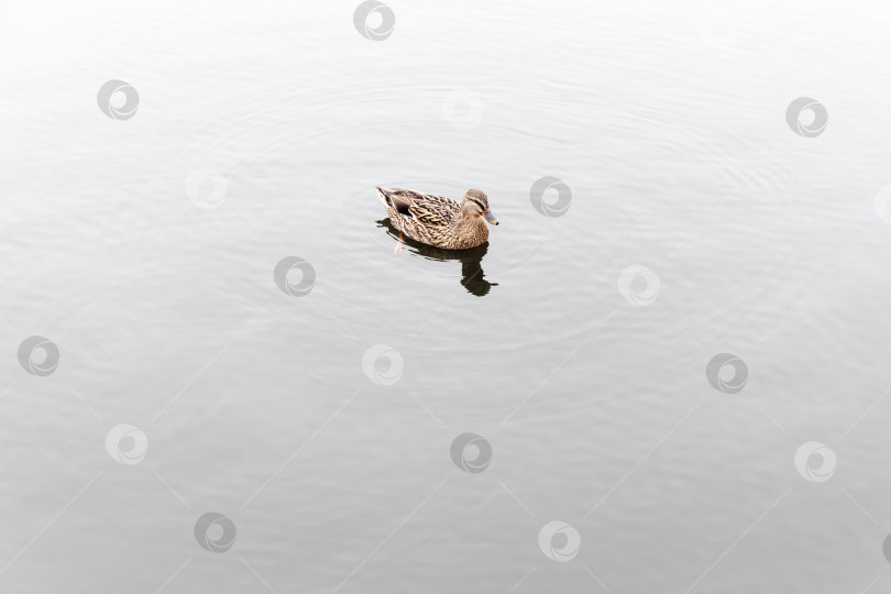 Скачать Утка, плавающая по воде фотосток Ozero