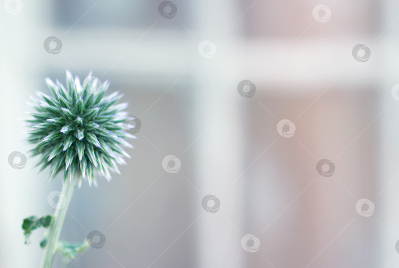 Скачать Тонированный цветок эхинопса фотосток Ozero