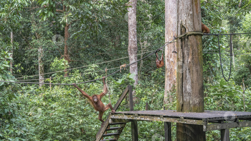 Скачать В реабилитационном центре для орангутангов "Сепилок" была построена зона для кормления животных. фотосток Ozero