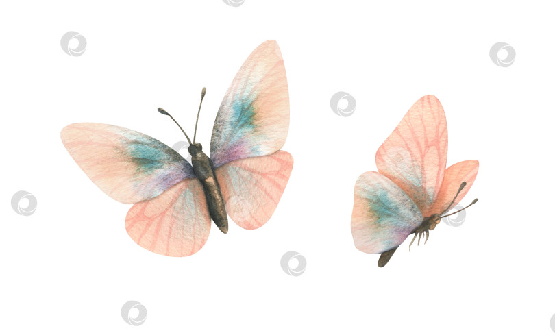Скачать Нежные, легкие летящие бабочки, вид сверху и сбоку, цвета персикового пуха с добавлением бирюзы. Рисованная акварельная иллюстрация. Набор элементов, выделенных на фоне. фотосток Ozero