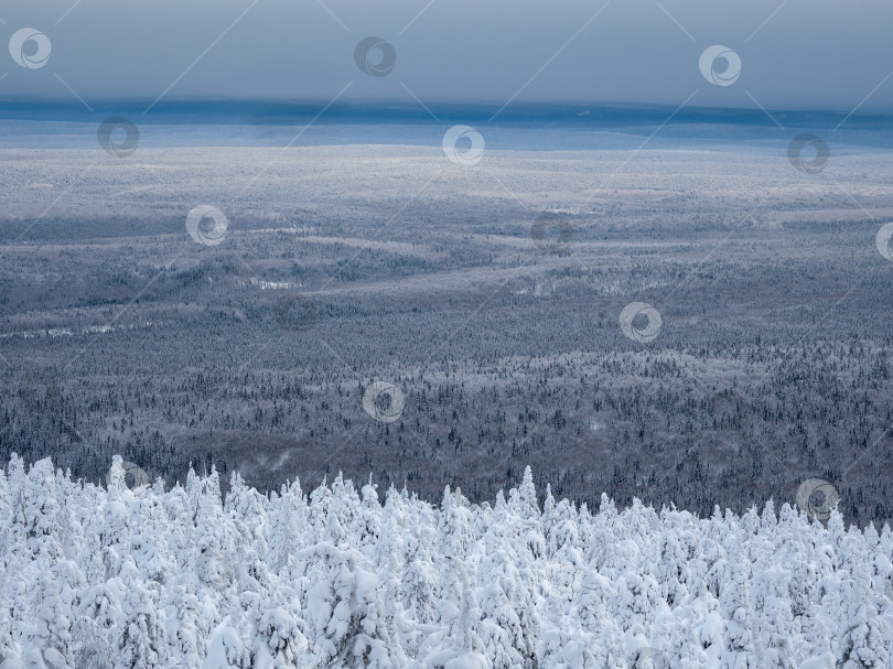 Скачать Ковер заснеженного хвойного леса под утренним морозным туманом. фотосток Ozero