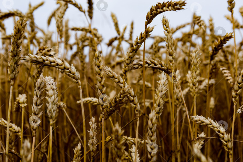 Скачать колоски пшеницы на зерновом поле крупным планом фотосток Ozero