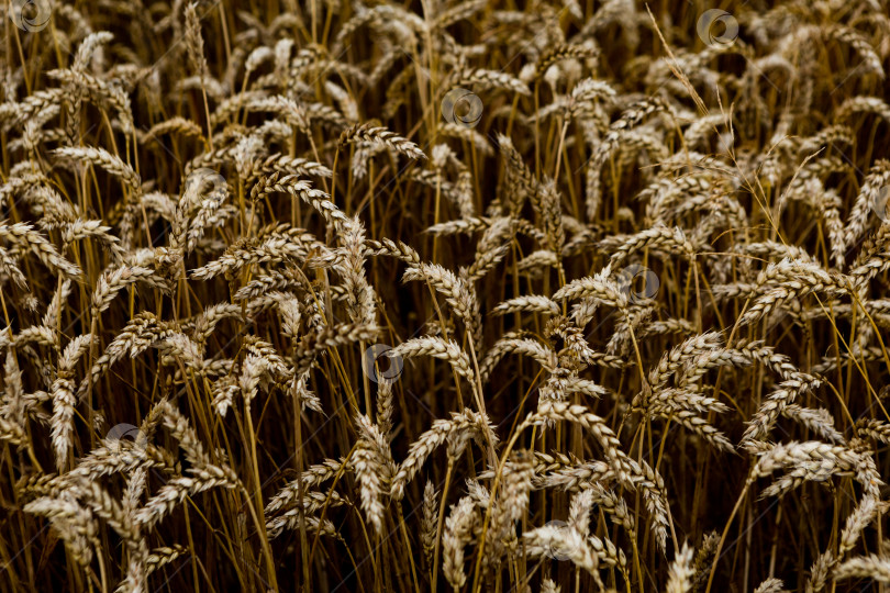 Скачать поле созревающей пшеницы, зерновое поле, текстурный фон фотосток Ozero