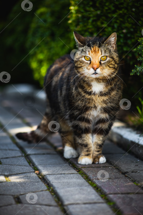 Скачать красивая трехцветная кошка летом прогуливается по тротуару фотосток Ozero