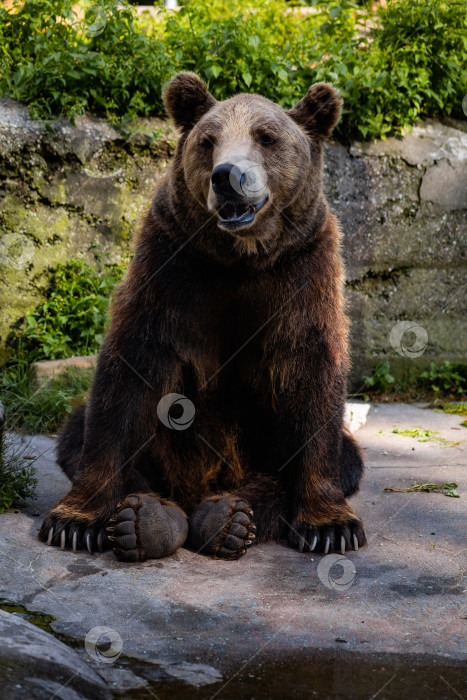 Скачать бурый медведь сидит на большом камне фотосток Ozero