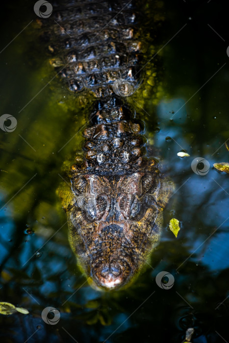 Скачать крокодил, плавающий под водой фотосток Ozero