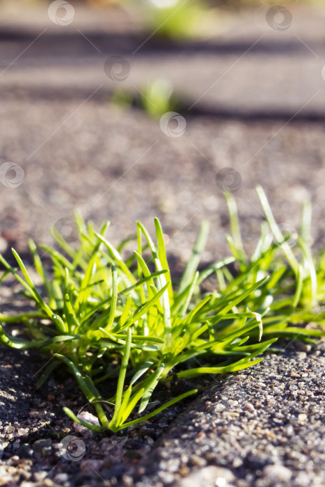 Скачать Зеленые листья растений на тротуарной плитке крупным планом фотосток Ozero