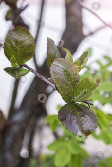 Скачать Молодые зеленые листочки на ветвях куста фотосток Ozero