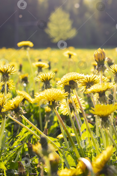 Скачать Желтое поле одуванчиков в солнечном свете крупным планом фотосток Ozero