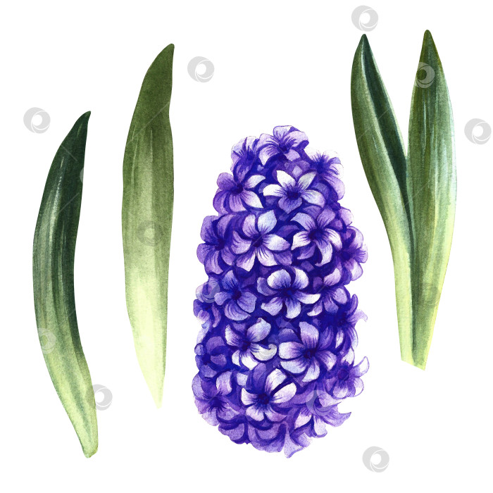 Скачать Гиацинт, луковичное растение, ароматный фиолетовый цветок. Отдельные части растения. Рисованная акварельная иллюстрация. Элемент дизайна упаковки, открыток и этикеток. Для баннеров, флаеров. фотосток Ozero